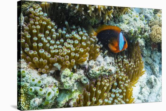 Anemonefish in Anemone on Underwater Reef on Jaco Island, Timor Sea, East Timor, Asia-Michael Nolan-Stretched Canvas