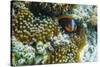 Anemonefish in Anemone on Underwater Reef on Jaco Island, Timor Sea, East Timor, Asia-Michael Nolan-Stretched Canvas