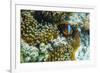 Anemonefish in Anemone on Underwater Reef on Jaco Island, Timor Sea, East Timor, Asia-Michael Nolan-Framed Photographic Print