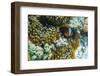 Anemonefish in Anemone on Underwater Reef on Jaco Island, Timor Sea, East Timor, Asia-Michael Nolan-Framed Photographic Print