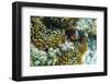 Anemonefish in Anemone on Underwater Reef on Jaco Island, Timor Sea, East Timor, Asia-Michael Nolan-Framed Photographic Print