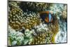 Anemonefish in Anemone on Underwater Reef on Jaco Island, Timor Sea, East Timor, Asia-Michael Nolan-Mounted Photographic Print