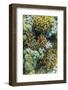 Anemonefish in Anemone on Underwater Reef on Jaco Island, Timor Sea, East Timor, Asia-Michael Nolan-Framed Photographic Print