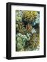 Anemonefish in Anemone on Underwater Reef on Jaco Island, Timor Sea, East Timor, Asia-Michael Nolan-Framed Photographic Print