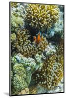 Anemonefish in Anemone on Underwater Reef on Jaco Island, Timor Sea, East Timor, Asia-Michael Nolan-Mounted Photographic Print
