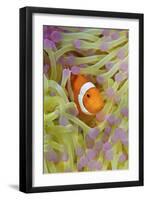 Anemonefish in Protective Anemone, Raja Ampat, Papua, Indonesia-Jaynes Gallery-Framed Photographic Print