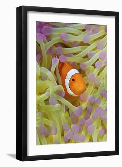 Anemonefish in Protective Anemone, Raja Ampat, Papua, Indonesia-Jaynes Gallery-Framed Photographic Print