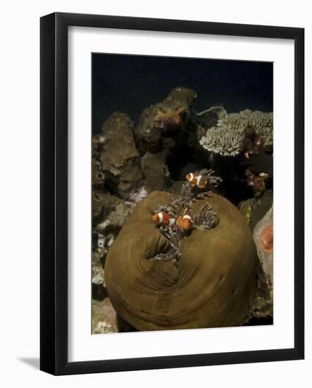 Anemonefish in their Host Anemone, Lembeh Strait, Indonesia-Stocktrek Images-Framed Photographic Print