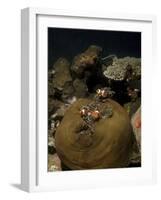 Anemonefish in their Host Anemone, Lembeh Strait, Indonesia-Stocktrek Images-Framed Photographic Print