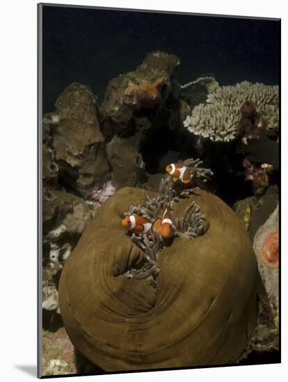 Anemonefish in their Host Anemone, Lembeh Strait, Indonesia-Stocktrek Images-Mounted Photographic Print