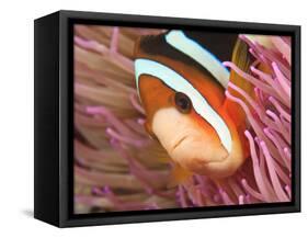 Anemonefish, Tukang Besi/Wakatobi Archipelago Marine Preserve, South Sulawesi, Indonesia-Stuart Westmorland-Framed Stretched Canvas