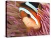 Anemonefish, Tukang Besi/Wakatobi Archipelago Marine Preserve, South Sulawesi, Indonesia-Stuart Westmorland-Stretched Canvas