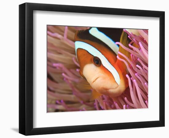 Anemonefish, Tukang Besi/Wakatobi Archipelago Marine Preserve, South Sulawesi, Indonesia-Stuart Westmorland-Framed Photographic Print