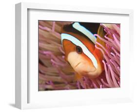 Anemonefish, Tukang Besi/Wakatobi Archipelago Marine Preserve, South Sulawesi, Indonesia-Stuart Westmorland-Framed Photographic Print