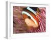 Anemonefish, Tukang Besi/Wakatobi Archipelago Marine Preserve, South Sulawesi, Indonesia-Stuart Westmorland-Framed Photographic Print