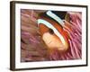 Anemonefish, Tukang Besi/Wakatobi Archipelago Marine Preserve, South Sulawesi, Indonesia-Stuart Westmorland-Framed Photographic Print