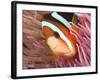 Anemonefish, Tukang Besi/Wakatobi Archipelago Marine Preserve, South Sulawesi, Indonesia-Stuart Westmorland-Framed Photographic Print