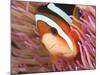 Anemonefish, Tukang Besi/Wakatobi Archipelago Marine Preserve, South Sulawesi, Indonesia-Stuart Westmorland-Mounted Photographic Print