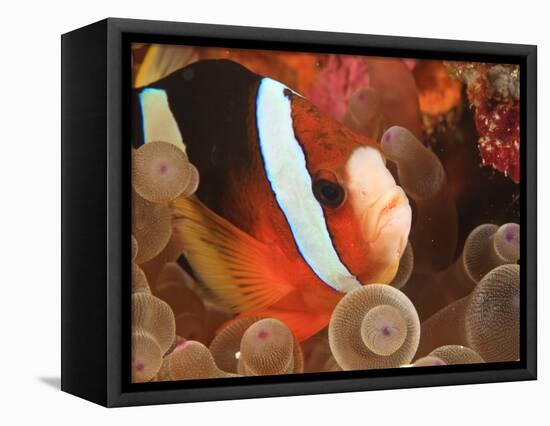 Anemonefish, Tukang Besi/Wakatobi Archipelago Marine Preserve, South Sulawesi, Indonesia-Stuart Westmorland-Framed Stretched Canvas