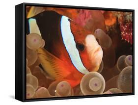 Anemonefish, Tukang Besi/Wakatobi Archipelago Marine Preserve, South Sulawesi, Indonesia-Stuart Westmorland-Framed Stretched Canvas