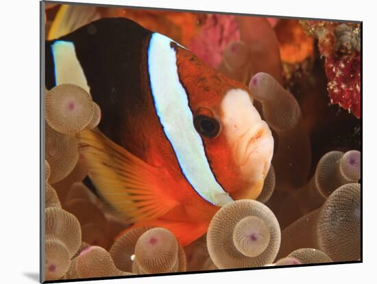 Anemonefish, Tukang Besi/Wakatobi Archipelago Marine Preserve, South Sulawesi, Indonesia-Stuart Westmorland-Mounted Photographic Print