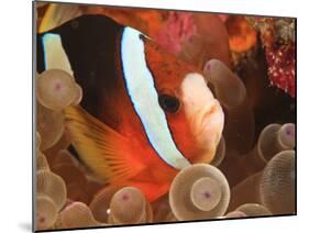 Anemonefish, Tukang Besi/Wakatobi Archipelago Marine Preserve, South Sulawesi, Indonesia-Stuart Westmorland-Mounted Photographic Print