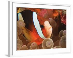 Anemonefish, Tukang Besi/Wakatobi Archipelago Marine Preserve, South Sulawesi, Indonesia-Stuart Westmorland-Framed Photographic Print