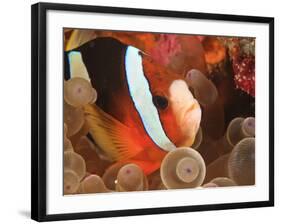 Anemonefish, Tukang Besi/Wakatobi Archipelago Marine Preserve, South Sulawesi, Indonesia-Stuart Westmorland-Framed Photographic Print