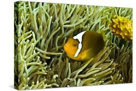 Anemonefish Unusual Hybrid Only Seen in the Png-null-Stretched Canvas