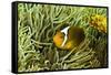 Anemonefish Unusual Hybrid Only Seen in the Png-null-Framed Stretched Canvas