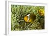 Anemonefish Unusual Hybrid Only Seen in the Png-null-Framed Photographic Print