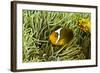 Anemonefish Unusual Hybrid Only Seen in the Png-null-Framed Photographic Print