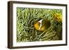 Anemonefish Unusual Hybrid Only Seen in the Png-null-Framed Photographic Print