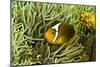 Anemonefish Unusual Hybrid Only Seen in the Png-null-Mounted Photographic Print