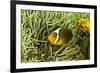 Anemonefish Unusual Hybrid Only Seen in the Png-null-Framed Photographic Print