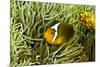 Anemonefish Unusual Hybrid Only Seen in the Png-null-Mounted Photographic Print
