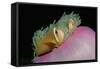 Anemonefishes (Amphiprion Nigripes) in a Sea Anemone, Pacific Ocean.-Reinhard Dirscherl-Framed Stretched Canvas