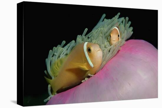 Anemonefishes (Amphiprion Nigripes) in a Sea Anemone, Pacific Ocean.-Reinhard Dirscherl-Stretched Canvas