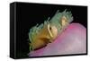 Anemonefishes (Amphiprion Nigripes) in a Sea Anemone, Pacific Ocean.-Reinhard Dirscherl-Framed Stretched Canvas