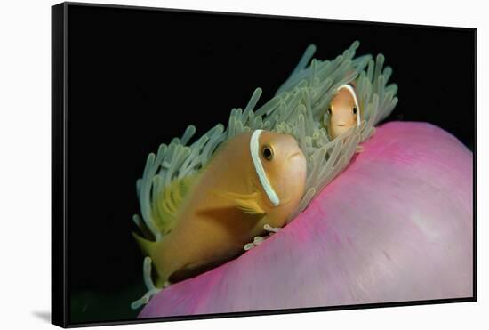 Anemonefishes (Amphiprion Nigripes) in a Sea Anemone, Pacific Ocean.-Reinhard Dirscherl-Framed Stretched Canvas