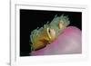 Anemonefishes (Amphiprion Nigripes) in a Sea Anemone, Pacific Ocean.-Reinhard Dirscherl-Framed Photographic Print