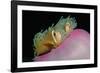 Anemonefishes (Amphiprion Nigripes) in a Sea Anemone, Pacific Ocean.-Reinhard Dirscherl-Framed Photographic Print