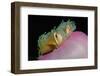 Anemonefishes (Amphiprion Nigripes) in a Sea Anemone, Pacific Ocean.-Reinhard Dirscherl-Framed Photographic Print