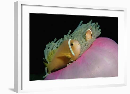 Anemonefishes (Amphiprion Nigripes) in a Sea Anemone, Pacific Ocean.-Reinhard Dirscherl-Framed Photographic Print