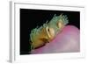 Anemonefishes (Amphiprion Nigripes) in a Sea Anemone, Pacific Ocean.-Reinhard Dirscherl-Framed Photographic Print