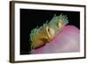 Anemonefishes (Amphiprion Nigripes) in a Sea Anemone, Pacific Ocean.-Reinhard Dirscherl-Framed Photographic Print