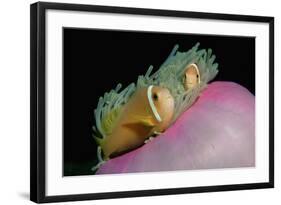 Anemonefishes (Amphiprion Nigripes) in a Sea Anemone, Pacific Ocean.-Reinhard Dirscherl-Framed Photographic Print