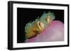 Anemonefishes (Amphiprion Nigripes) in a Sea Anemone, Pacific Ocean.-Reinhard Dirscherl-Framed Photographic Print