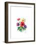 Anemones, 2007-Nell Hill-Framed Giclee Print