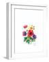 Anemones, 2007-Nell Hill-Framed Giclee Print